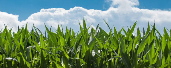 Les entreprises dédiées aux espaces verts et à l'agriculture