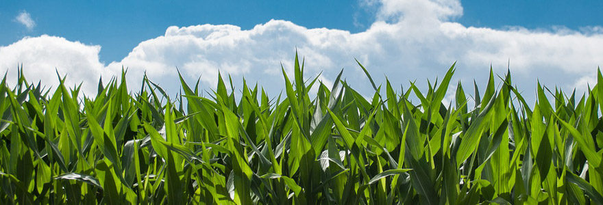 Les entreprises dédiées aux espaces verts et à l'agriculture